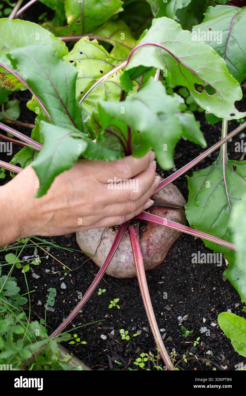 Die Hand eines Mannes, der gerade eine große Rote Bete, Beta vulgaris, aus dem Boden zieht Stockfoto