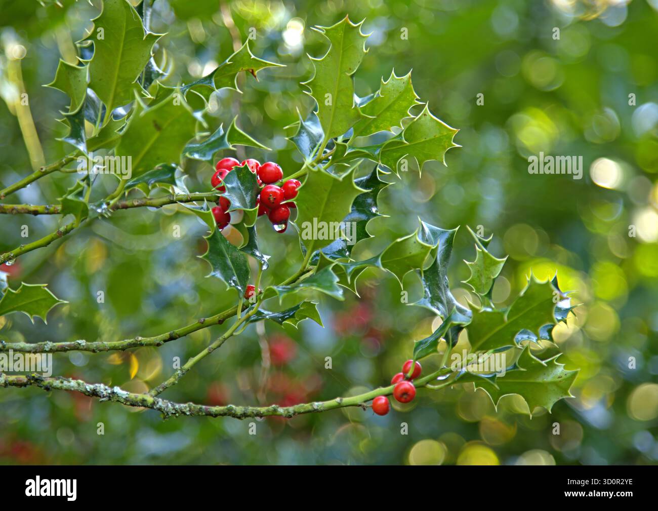 Holly Beeren auf einem Baum nach dem Regen Stockfoto