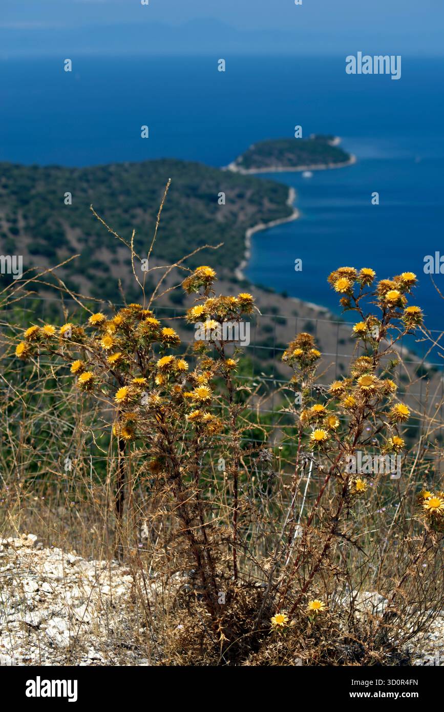vista di un cespuglio con fiori giali contro la costa rocciosa, il Mare e il cielo Stockfoto