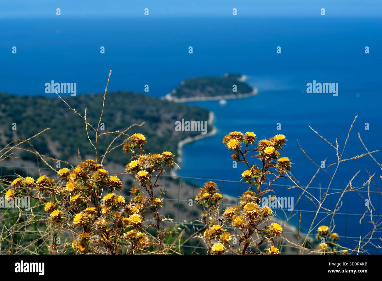 vista di un cespuglio con fiori giali contro la costa rocciosa, il Mare e il cielo Stockfoto