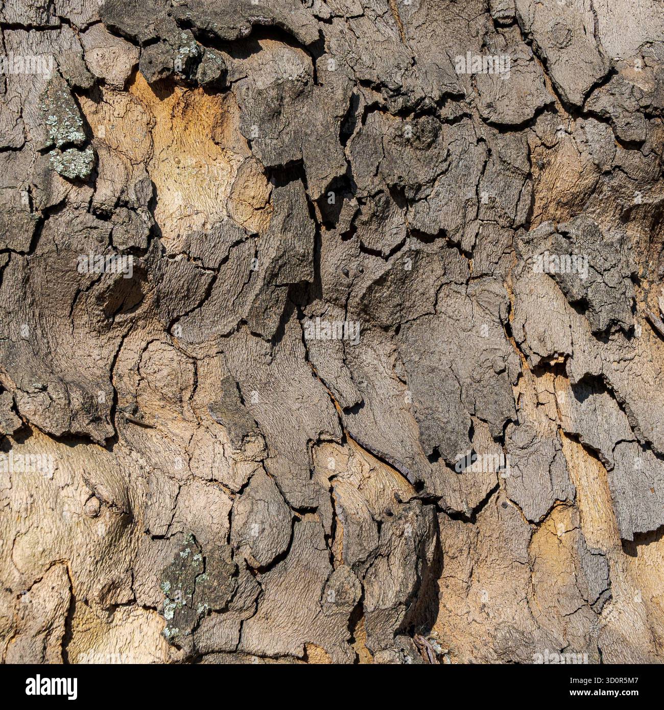 Makrofoto mit gerissener, abblätternder Baumrinde mit weichen Übergängen zwischen Beige-, Braun- und Grautönen. Die Rinde weist dicke, abblätternde Segmente und eine skulpturale Oberflächenstruktur auf, die auf Alter und natürliche Witterungseinflüsse hindeutet. Die dezente Beleuchtung zeigt den Stockfoto