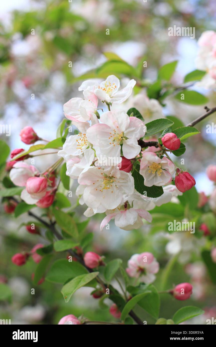 Die Blüte des Malus Evereste, eines Apfelbaums mit Zierkrabben, im Frühjahr. Stockfoto