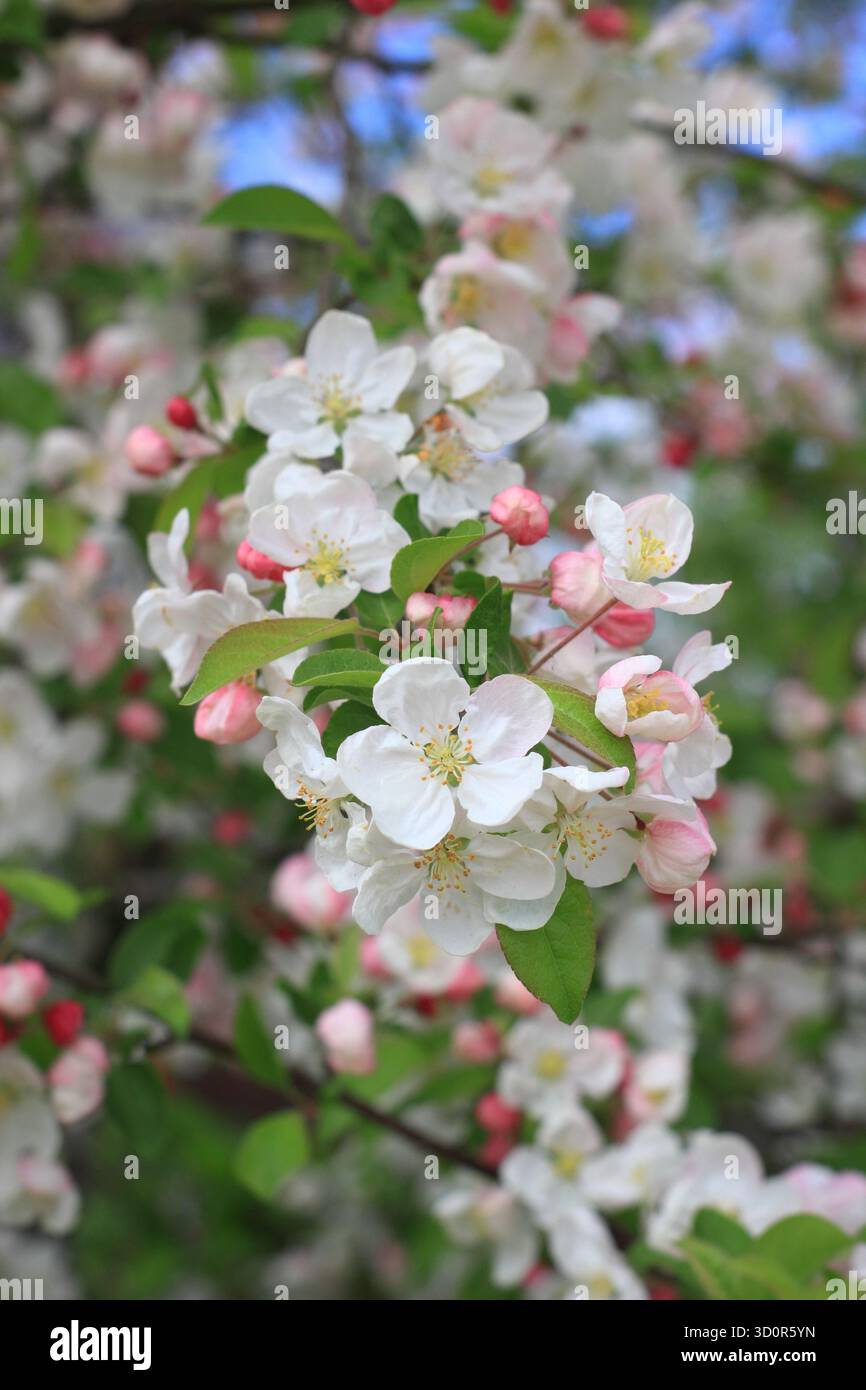 Die Blüte des Malus Evereste, eines Apfelbaums mit Zierkrabben, im Frühjahr. Stockfoto