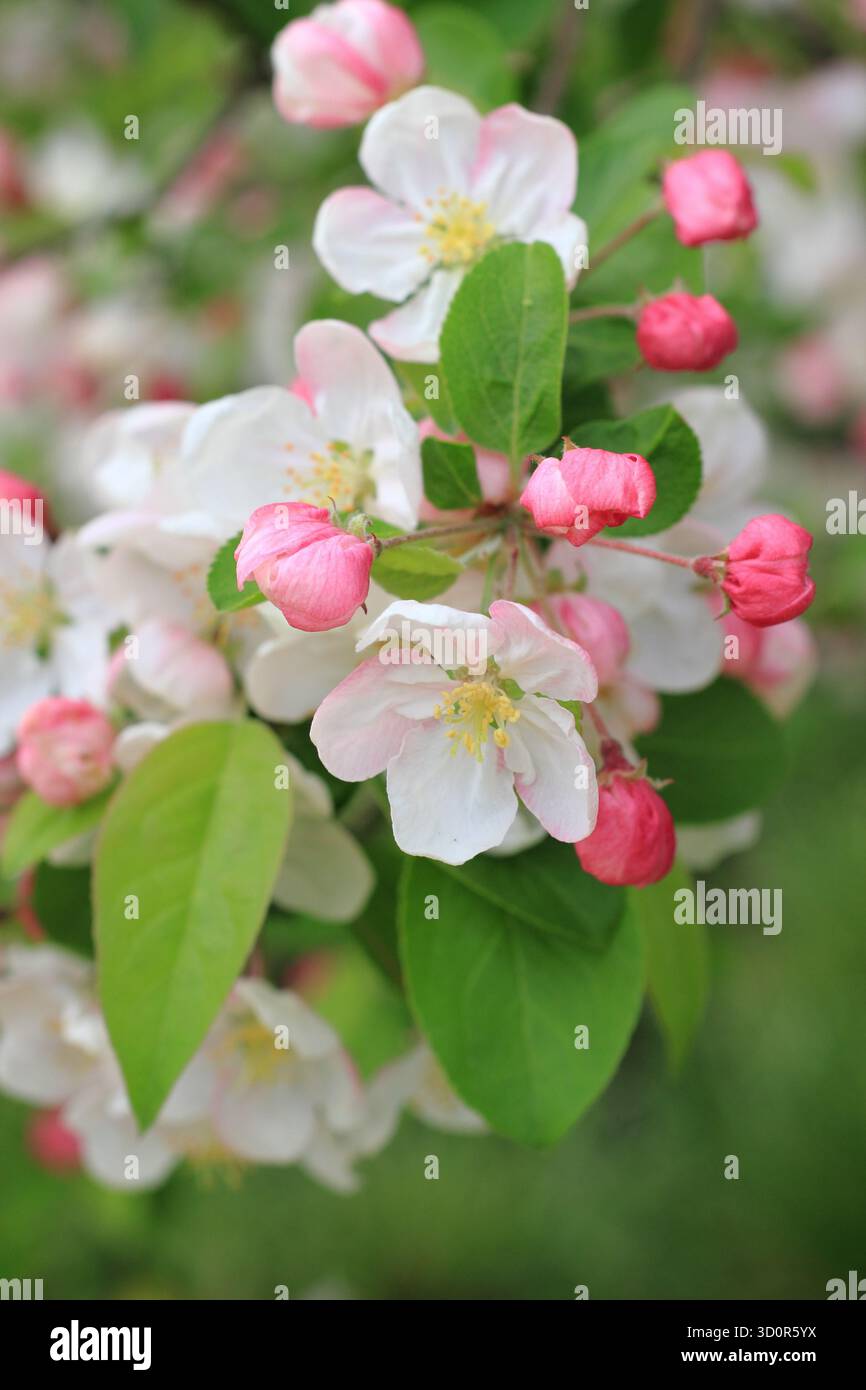 Die Blüte des Malus Evereste, eines Apfelbaums mit Zierkrabben, im Frühjahr. Stockfoto