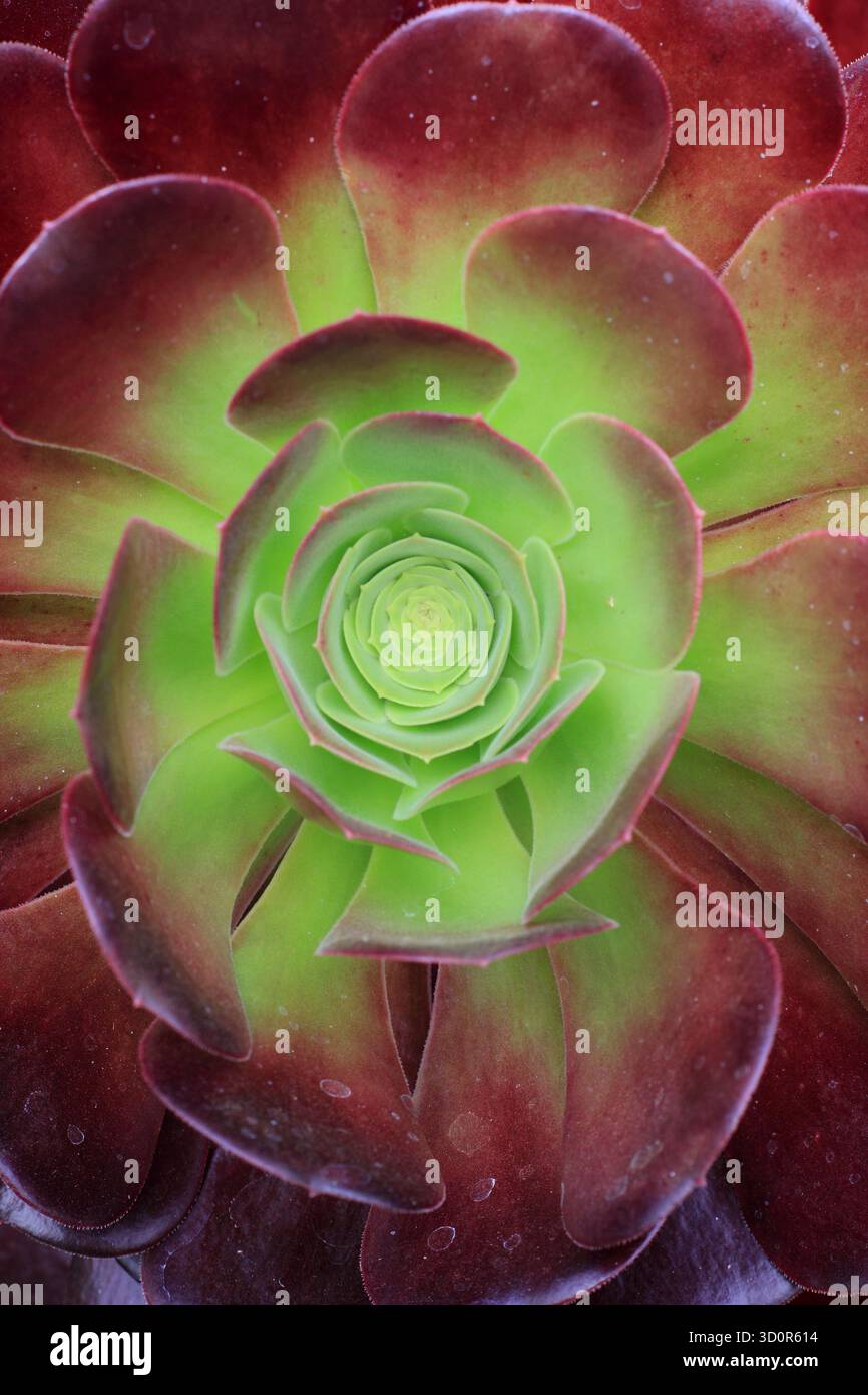 Rosette aus tiefvioletten und grünen Blättern von Aeonium „Zwartkop“, einem immergrünen mehrjährigen Sukkulenten, auch Aeonium arboreum „Arnold Schwarzkopff“ genannt Stockfoto
