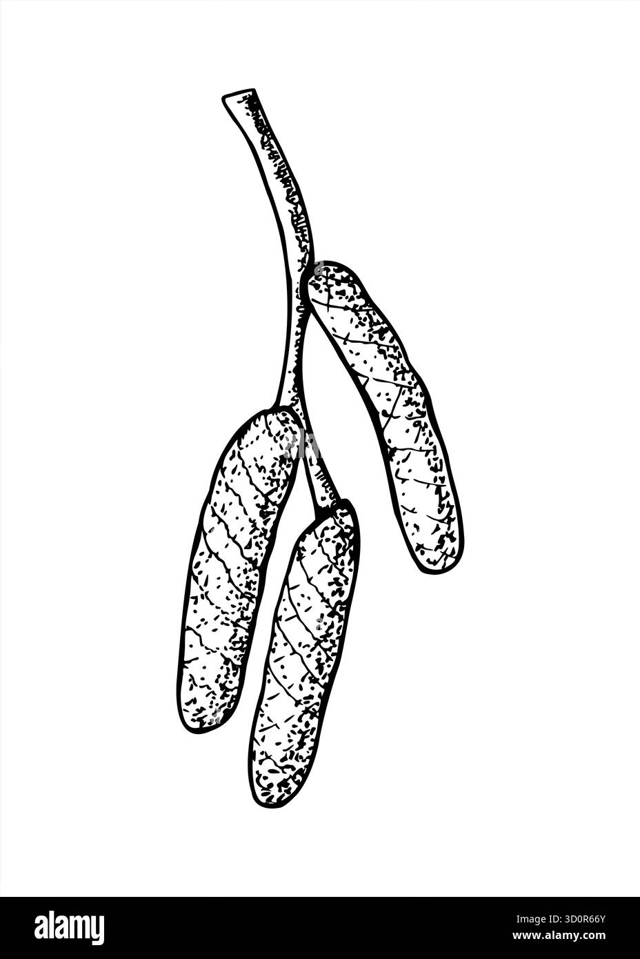 Drei enge Katzetten auf einer Astvektorillustration, gemalt mit schwarzer Tinte. Die Blüte von Haselnuss-, Erle-, Birken- oder Aspen-Ätzzeichnungen. Stock Vektor