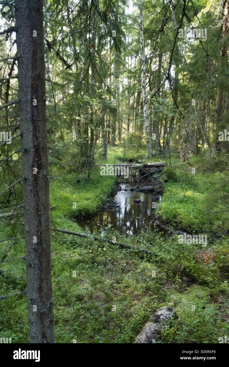 Waldszene Mit Fluss, Friedliche Natürliche Idyll Im Licht Des Waldbodens Stockfoto