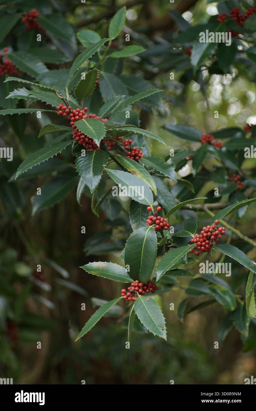 Ilex x Kohneana (Kastanienblatt-Stechpalme) Stockfoto