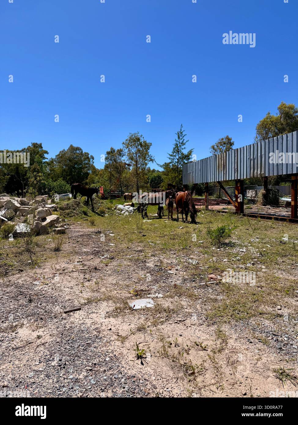 Gruppe von Pferden, die auf einem verlassenen Industriegelände unter klarem blauen Himmel weiden - Smartphone-aufgenommenes Stockfoto