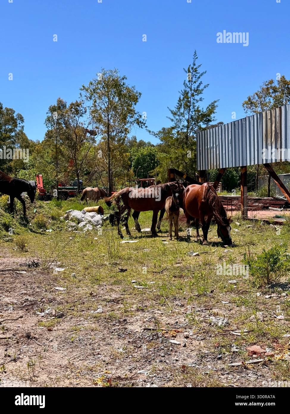 Gruppe von Pferden, die auf einem verlassenen Industriegelände unter klarem blauen Himmel weiden - Smartphone-aufgenommenes Stockfoto