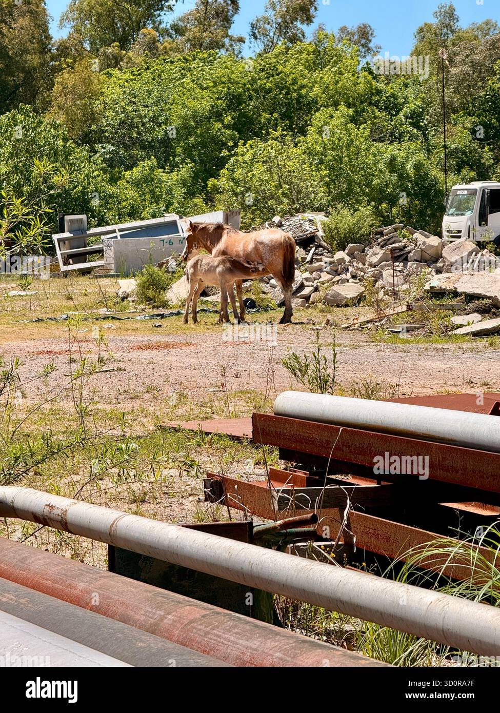 Gruppe von Pferden, die auf einem verlassenen Industriegelände unter klarem blauen Himmel weiden - Smartphone-aufgenommenes Stockfoto