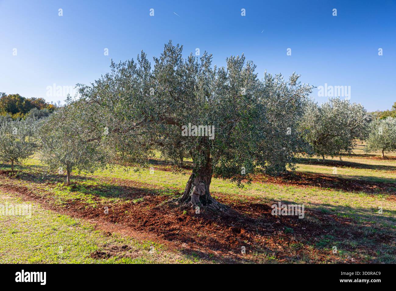 Olivenbaum Stockfoto