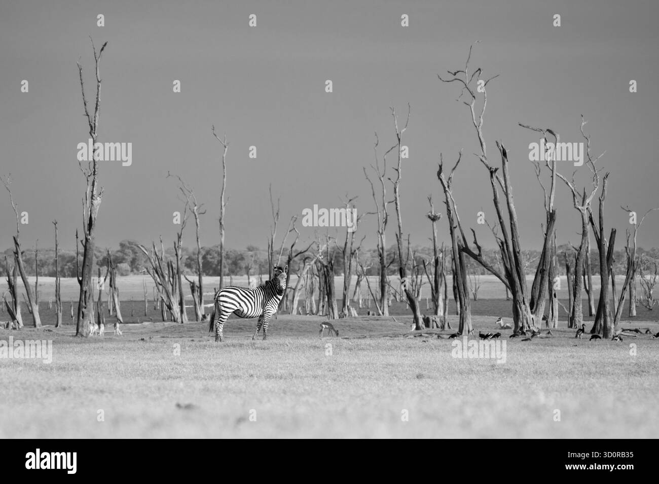 Schwarz-weiß-Fotografie von Zebra (Equus quagga burchellii). Ein ausgewachsenes Tier steht zwischen toten Bäumen. Kafue Nationalpark, Sambia, Afrika Stockfoto