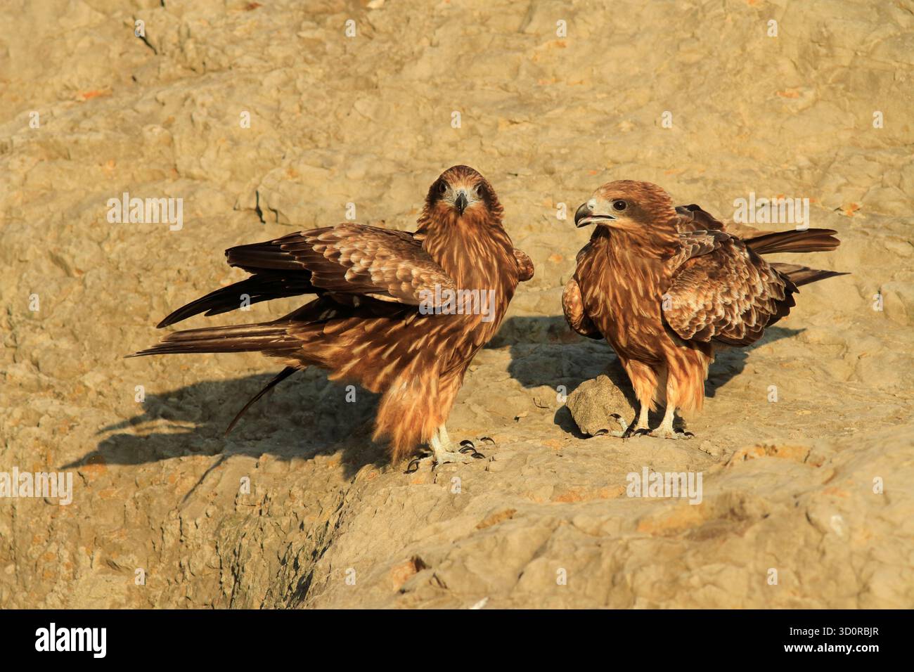 Ein paar schwarze Drachen (milvus migrans) Stockfoto