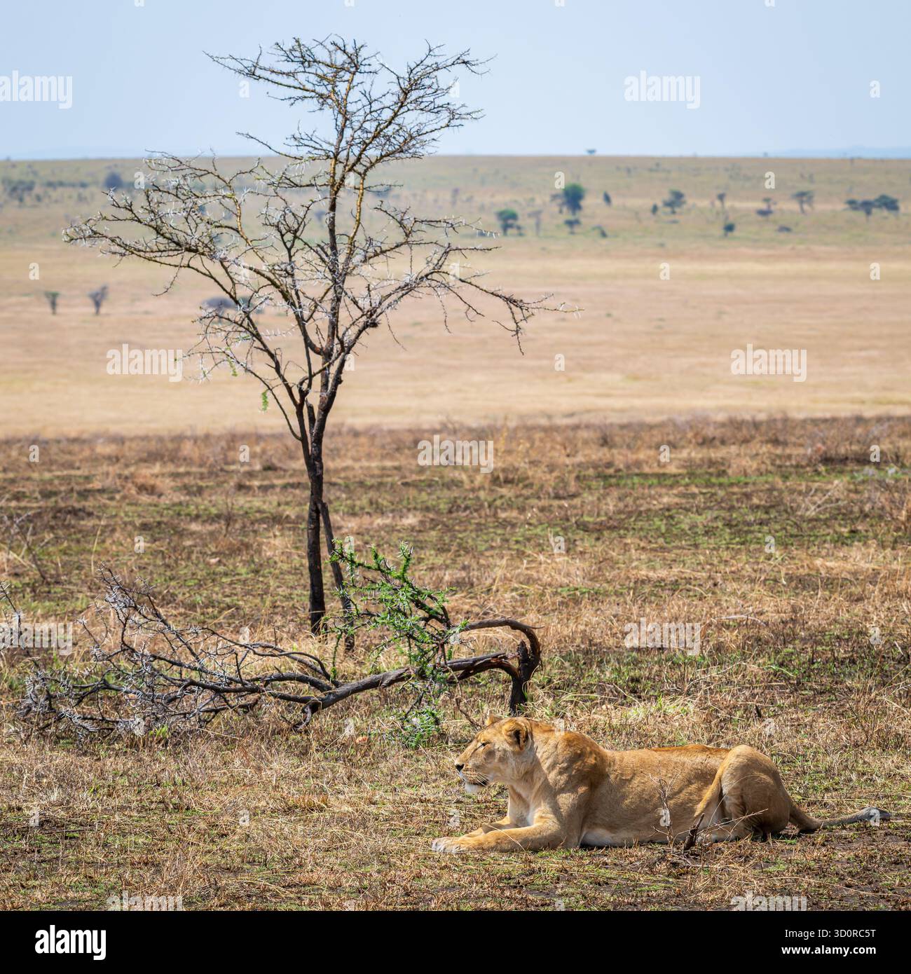 Ein Löwe, der auf dem Boden ruht, in der Nähe eines Baumes, im Serengeti-Nationalpark, Tansania, Afrika Stockfoto