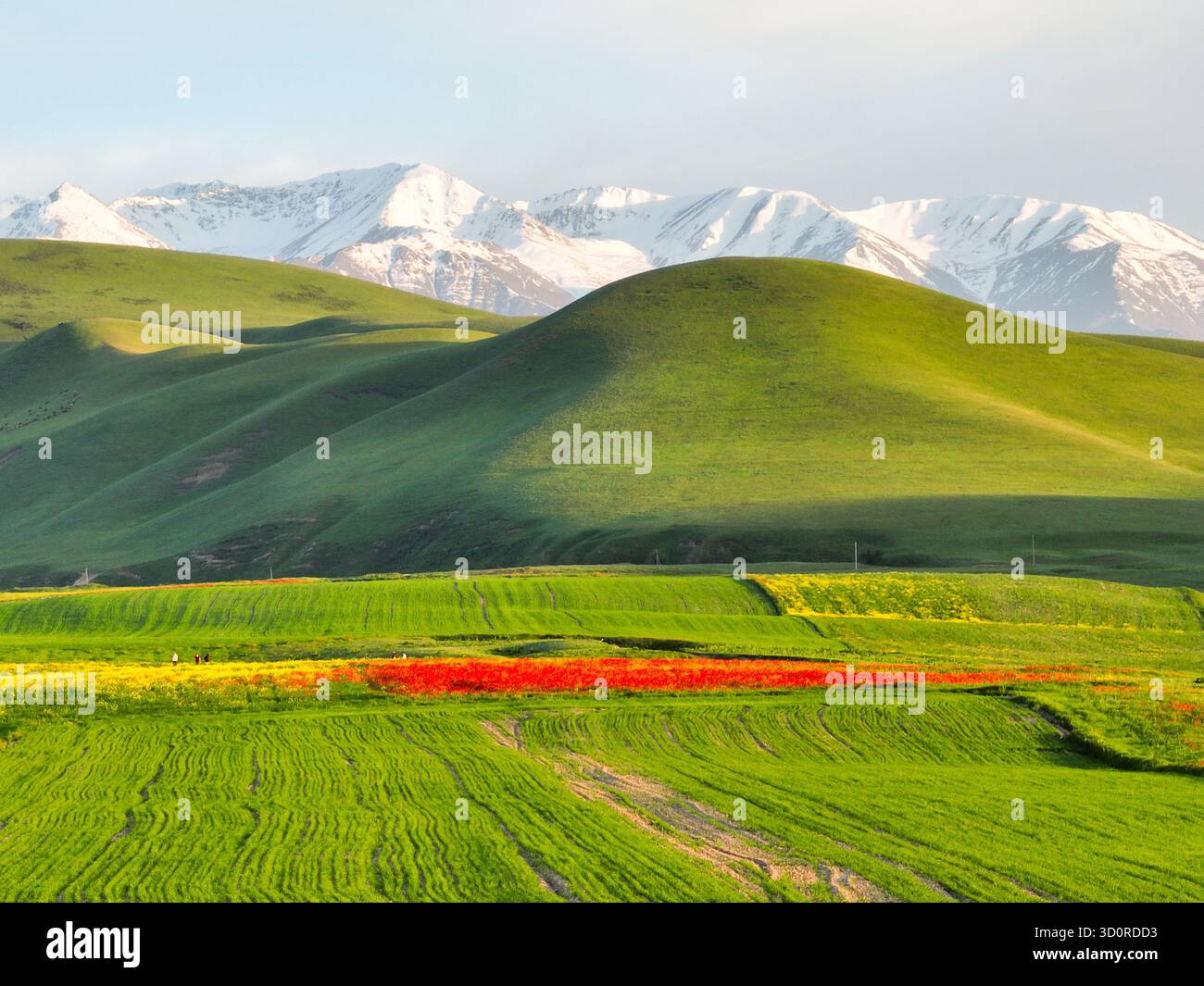 Dramatische Komposition aus rotem Mohn, grünen Hügeln und einer Kulisse aus hohen, schneebedeckten Berggipfeln Stockfoto