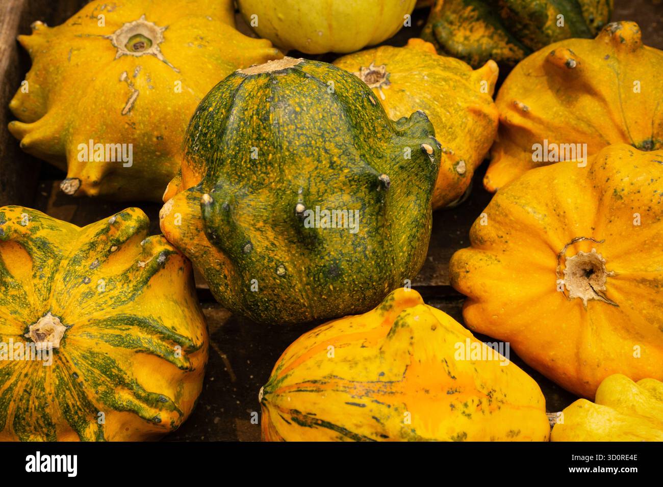 Grüne und gelbe Pattypenkürze in Nahaufnahme mit strukturierter Oberfläche und Frische der Herbsternte. Stockfoto