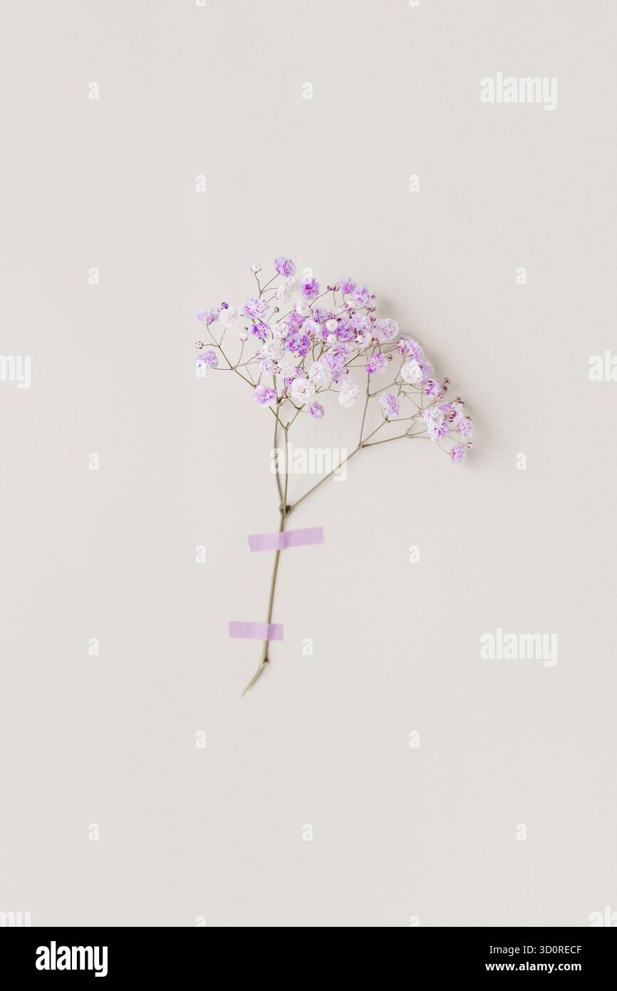Minimales Foto aus Blumenserie mit lebendigen Fliederblüten an der weißen Wand, zartem Licht und sanfter Frühlingsstimmung. Stockfoto