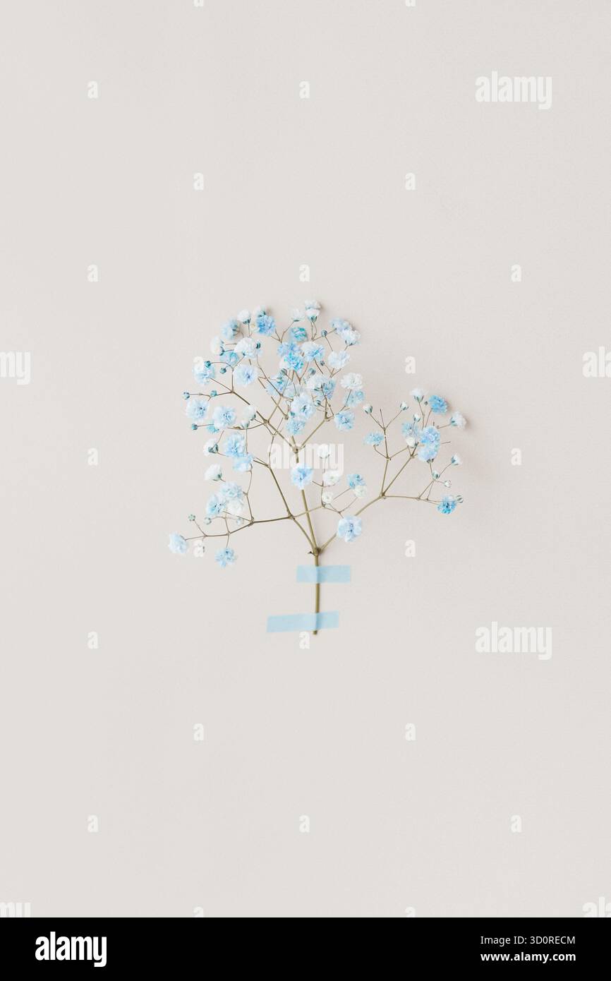 Minimales Foto aus Blumenserie mit blauen Blumen auf weißer Wand, weichem natürlichem Licht und luftiger Komposition. Stockfoto