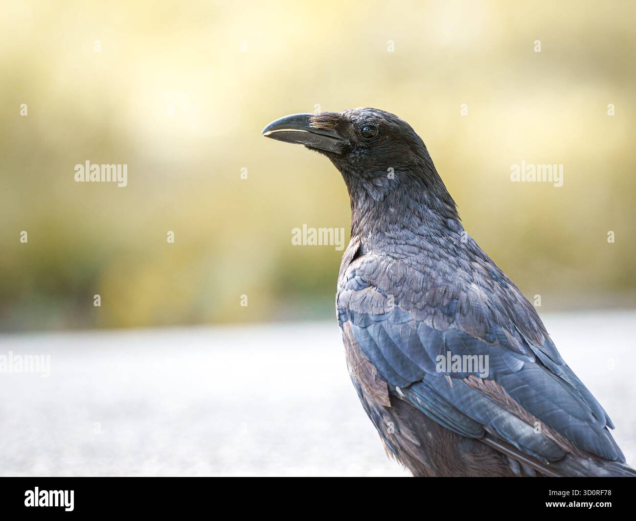 Aaskrähe (Corvus Corone) auf dem Boden stehend, Bois de Boulogne, Paris - Symbol für anpassungsfähige urbane Tierwelt. Stockfoto