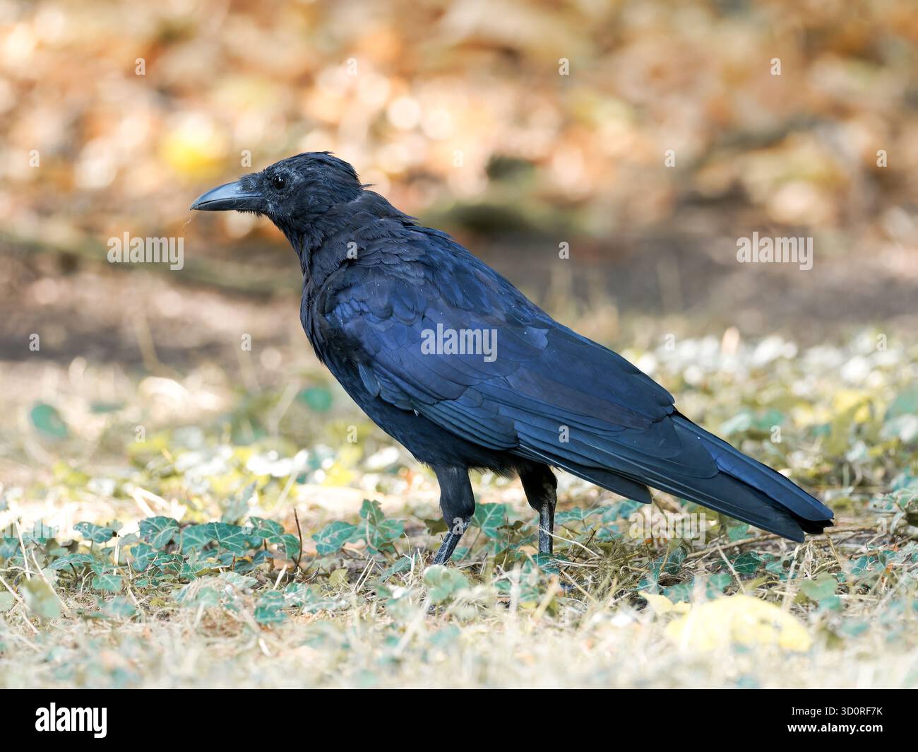 Aaskrähe (Corvus Corone) auf dem Boden stehend, Bois de Boulogne, Paris - Symbol für anpassungsfähige urbane Tierwelt. Stockfoto