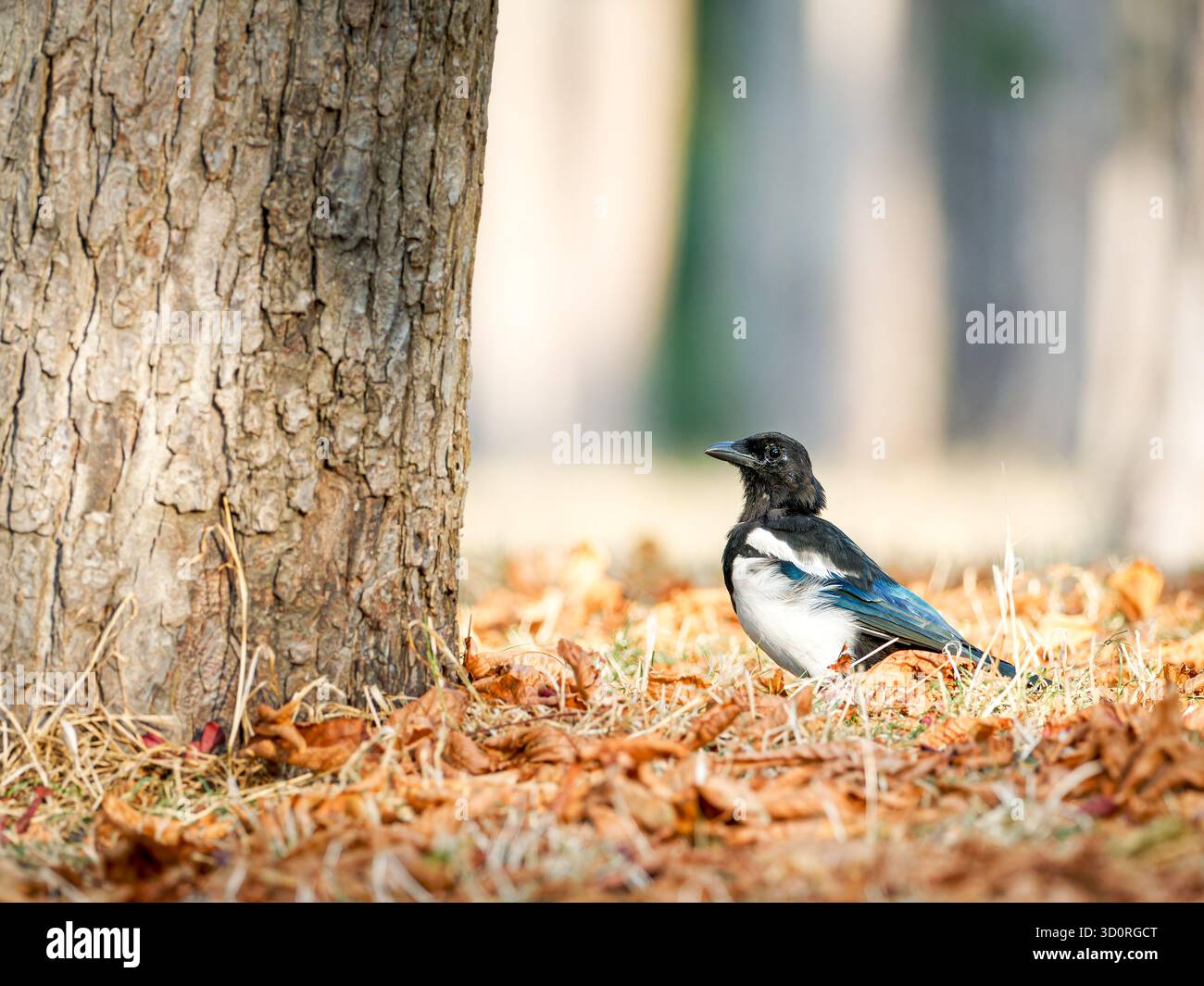 Eurasische Elster (Pica pica) zwischen orangefarbenen Herbstblättern in der Nähe eines Baumes in Bois de Boulogne, Paris – urbane Tierwelt in Herbstfarben. Stockfoto