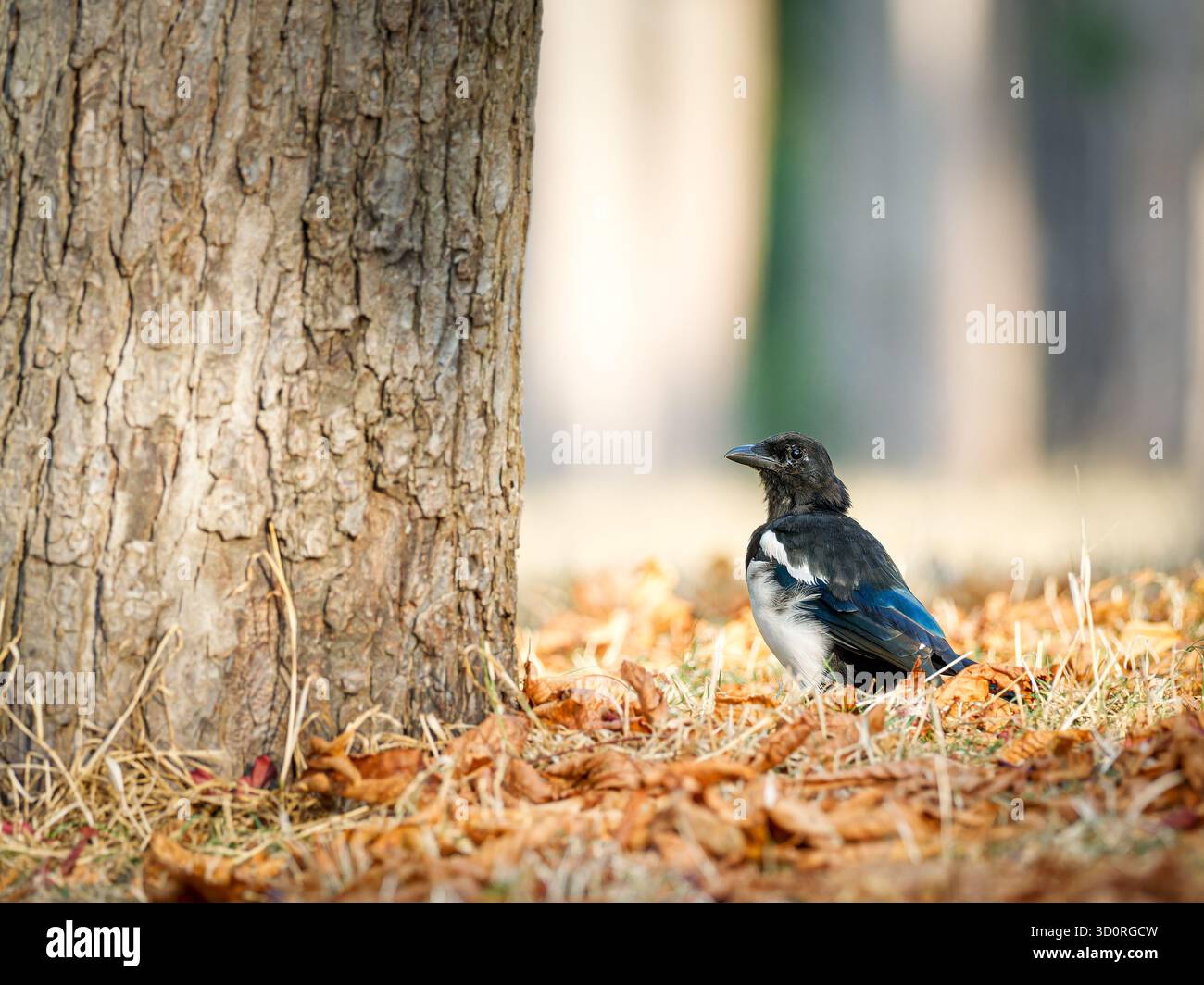 Eurasische Elster (Pica pica) zwischen orangefarbenen Herbstblättern in der Nähe eines Baumes in Bois de Boulogne, Paris – urbane Tierwelt in Herbstfarben. Stockfoto