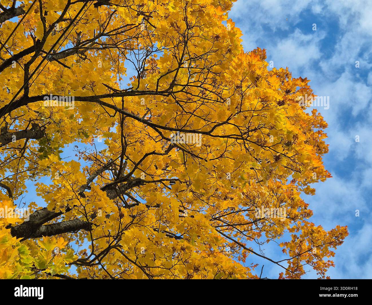 Ein atemberaubender Blick aus einem niedrigen Winkel, der in das Baumdach hinaufblickt und seine leuchtenden goldgelben Blätter während des Herbstlaub in den Spitzen zeigt Stockfoto