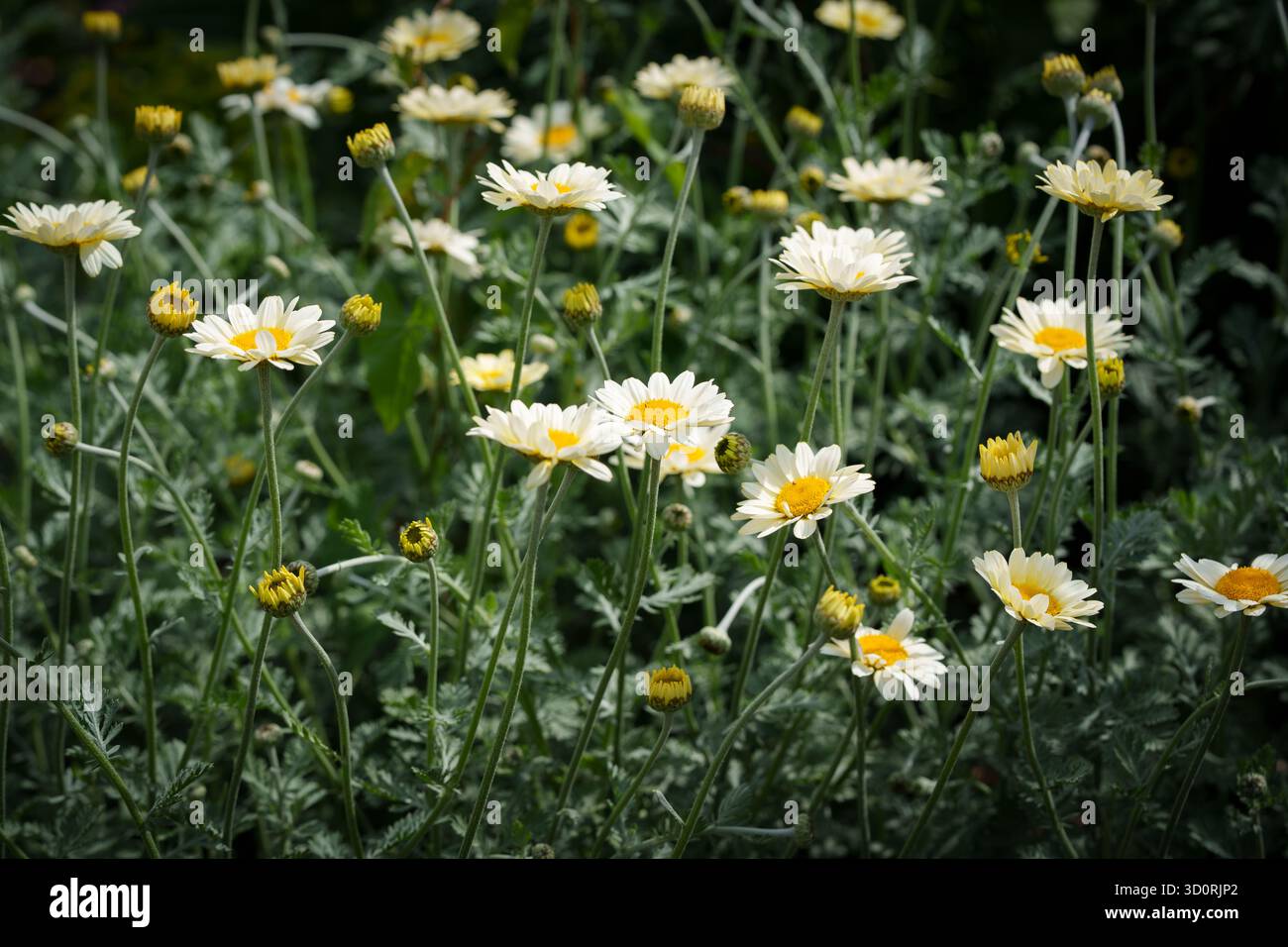 Kamillen wachsen auf einem Feld mit einem warmen gelblichen Farbton und geringer Grünsättigung. Nahaufnahme. Stockfoto