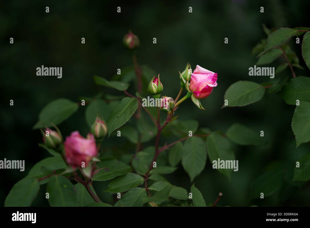 Seitenansicht einer hellrosa Hagebuttenrose zwischen dunkelgrünen Blättern. Blickwinkel auf Augenhöhe, die die zarte Schönheit hervorhebt Stockfoto