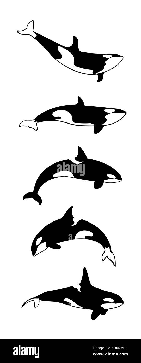 Eine Sammlung von Killerwalen in verschiedenen Posen auf weißem Hintergrund. Orca-Wale Set. Vektorabbildung. Stock Vektor