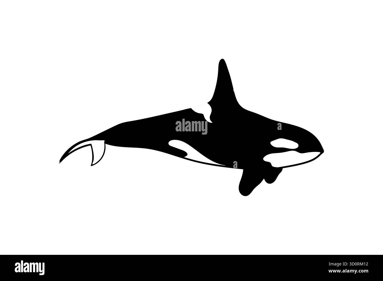 Schwimmender Orca-Wal isoliert auf weißem Hintergrund. Vektorabbildung Stock Vektor