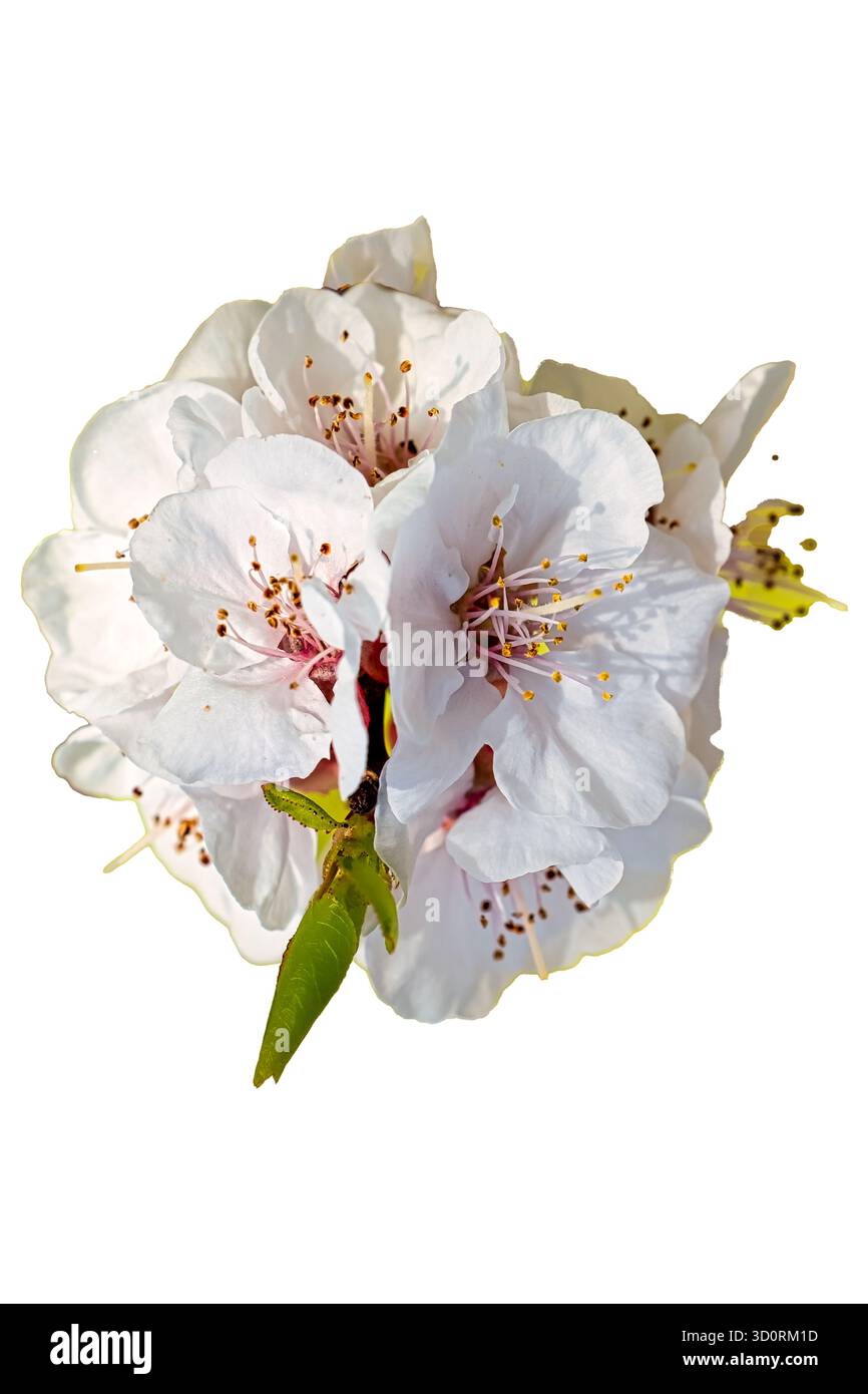 Ein faszinierendes Foto zeigt die ätherische Schönheit einer Aprikosenzweigblüte, die im ersten Sonnenstrahl im Wakan Village, Oman, gebadet wird. Stockfoto