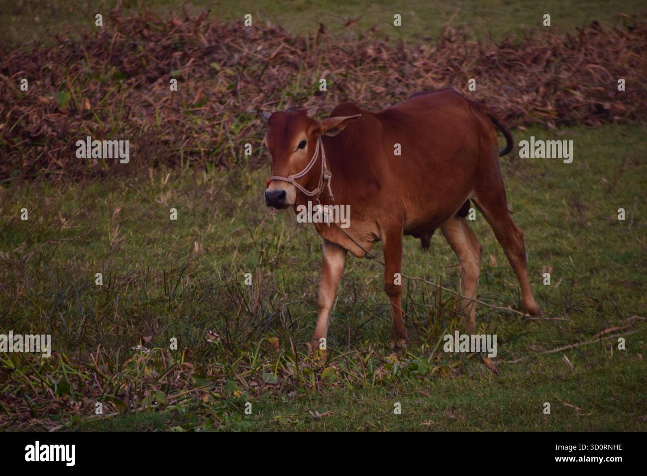 Kuh - sanftes Symbol für ländliches Leben und landwirtschaftliche Harmonie Stockfoto