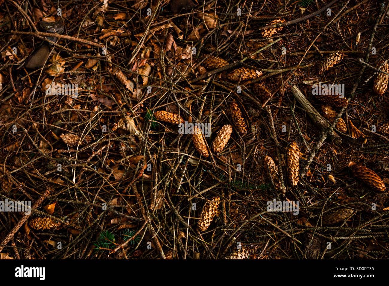 Blick von oben auf Tannenzapfen, trockene Blätter und Äste, die über den Herbstwald in Ticknock verstreut sind Stockfoto