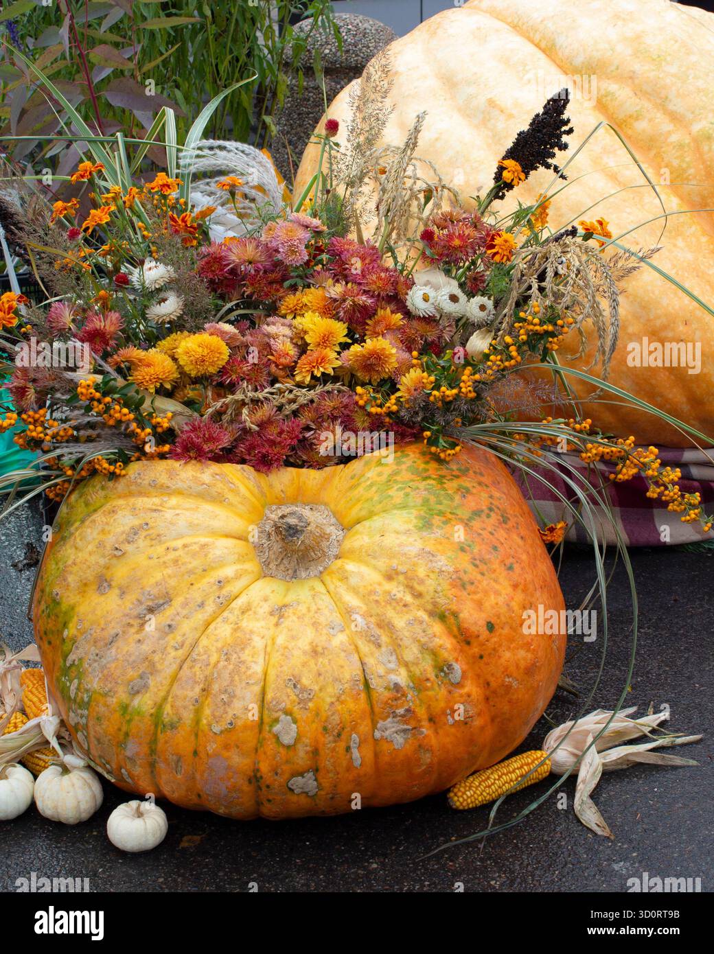 Blumenarrangement in einem riesigen Kürbis. Herbstdekor, Dekoration für Ernteferien. Zwei Riesenkürbisse auf der Herbstmesse. Stockfoto