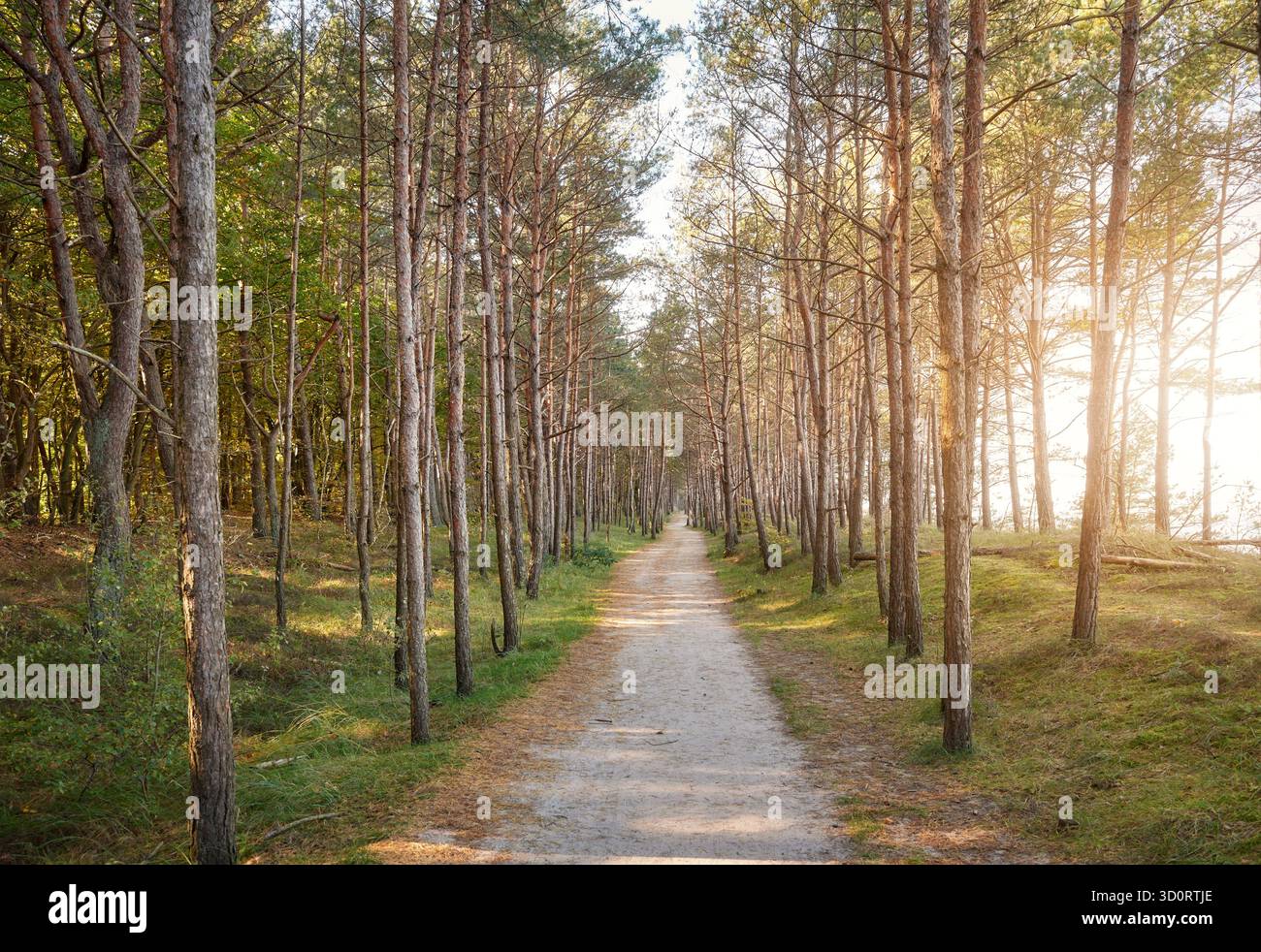 Ein Pfad in einem Küstenwald, Miedzyzdroje, Polen. Stockfoto