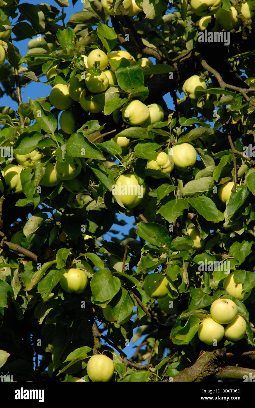 Ein Apfelbaum, der seine Früchte im warmen Licht des Spätsommers trägt – ein Symbol der Reife und des natürlichen Zyklus. Stockfoto