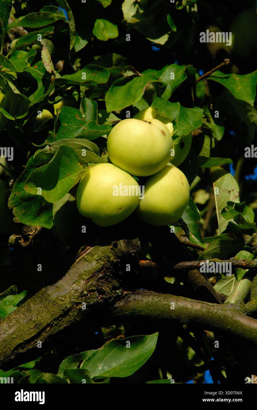 Ein Apfelbaum, der seine Früchte im warmen Licht des Spätsommers trägt – ein Symbol der Reife und des natürlichen Zyklus. Stockfoto