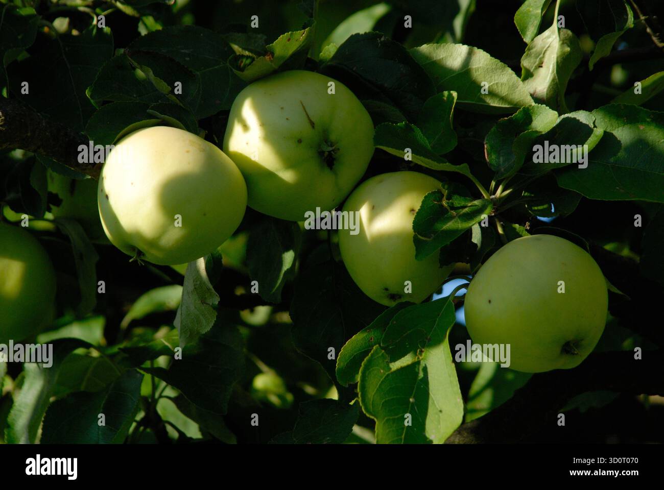 Ein Apfelbaum, der seine Früchte im warmen Licht des Spätsommers trägt – ein Symbol der Reife und des natürlichen Zyklus. Stockfoto