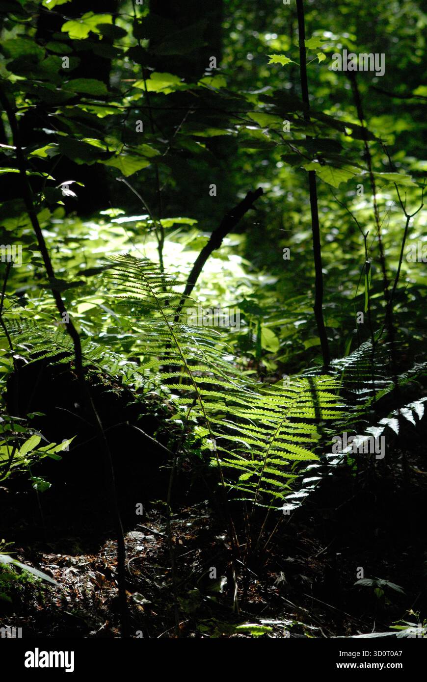 Ein hellgrüner Farnwedel leuchtet im Sonnenlicht, eingebettet in die tiefen Schatten und das dunkle Unterholz eines Waldes. Stockfoto