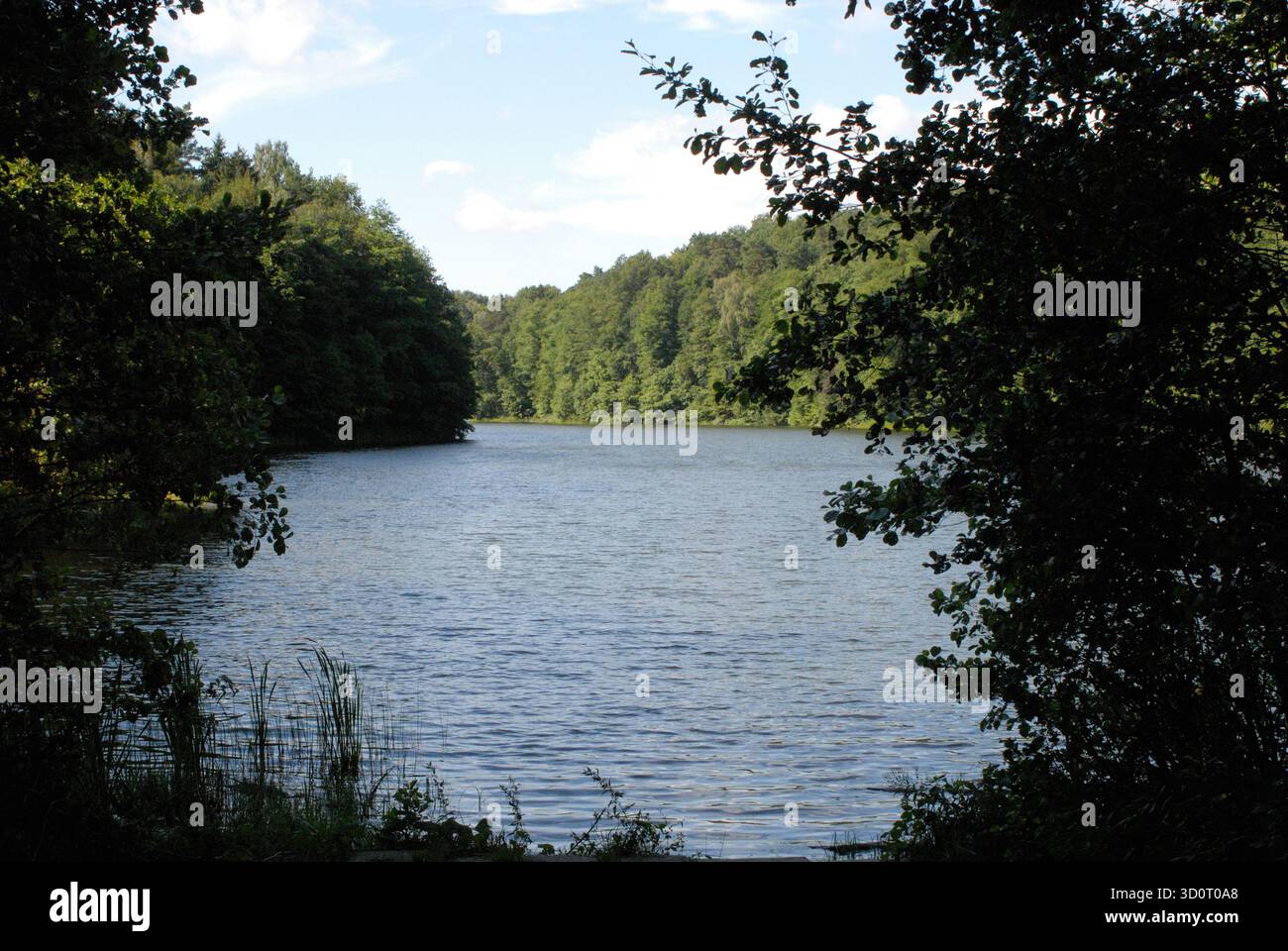 Ruhiger Forest Lake unter dem klaren Himmel Stockfoto