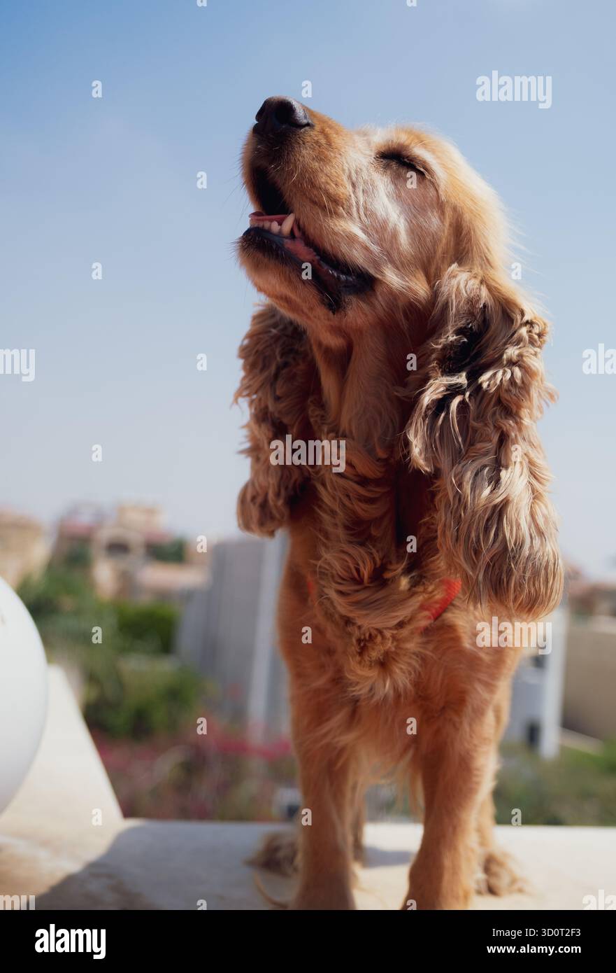Porträt eines weiblichen Cocker Spaniel Hundes Stockfoto