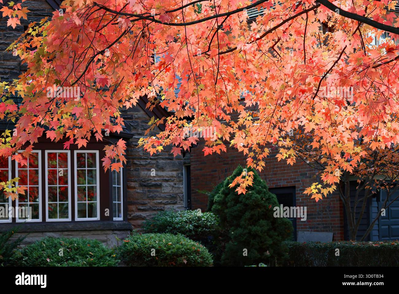 Bunte rote Blätter auf einem Ahornbaum im Herbst Stockfoto