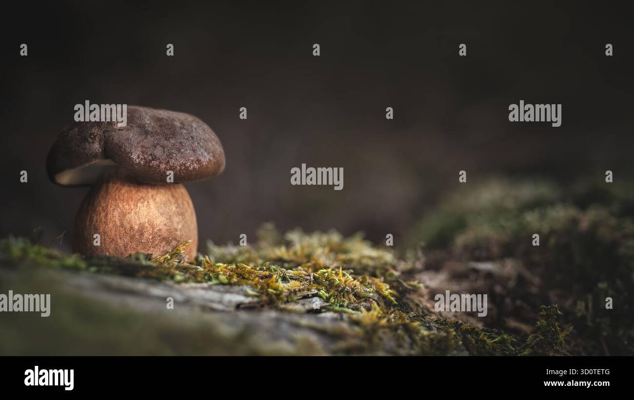 Makrofotografie einer einzigen kleinen Lorbeerbolete (Imleria badia) in Moos, niedrigem Engel, Regel der Drittel, dunkler Stimmungskopierraum, 16:9 Stockfoto