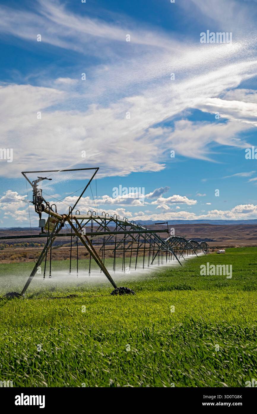 Alcova, Wyoming – Sprinkler bewässern eine Ernte, die in der Wüste Wyoming wächst. Das Wasser in diesem ansonsten trockenen Gebiet kommt vom nahe gelegenen North Platte River. Stockfoto
