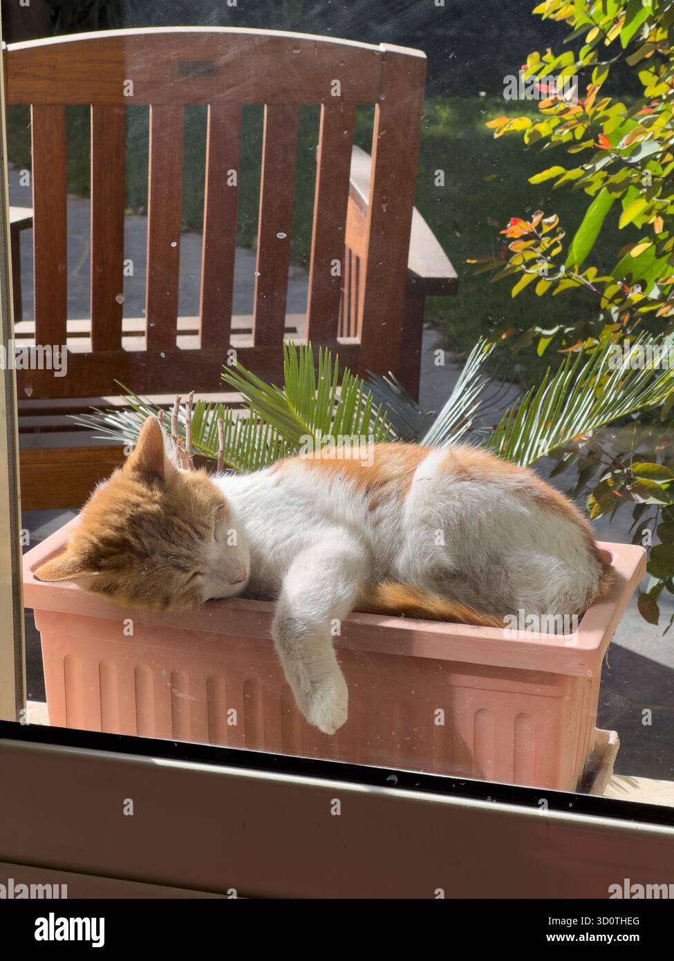 Eine streunende ägyptische Katze schläft draußen im Garten in einem Pflanztopf - Smartphone-aufgenommenes Stockfoto