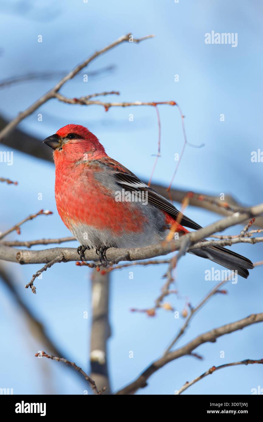 Erwachsene männliche Kiefernschnabel (Pinicola Enucleator), die im Winter auf einem Ast thront. Nord-Minnesota, USA. Stockfoto