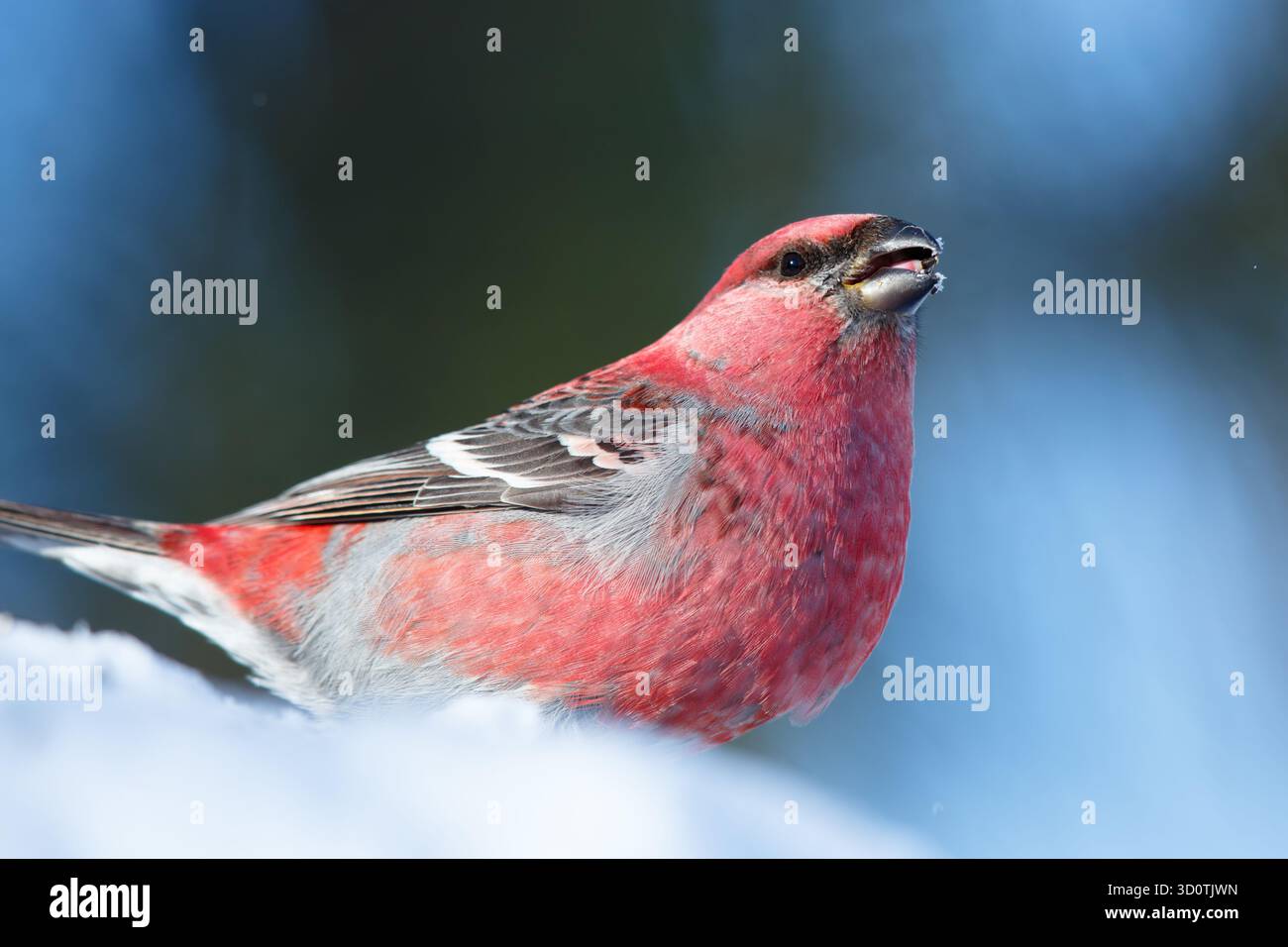 Männlicher Kiefer-Grosschnabel, der sich im Winter von einem schwarz geölten Sonnenblumensamen ernährt. Nord-Minnesota, USA. Stockfoto