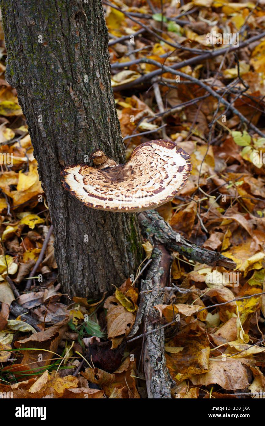 Dryads Sattelpilzpilz auf dem Stamm einer toten Ulme. Wald im Norden von Minnesota. Stockfoto